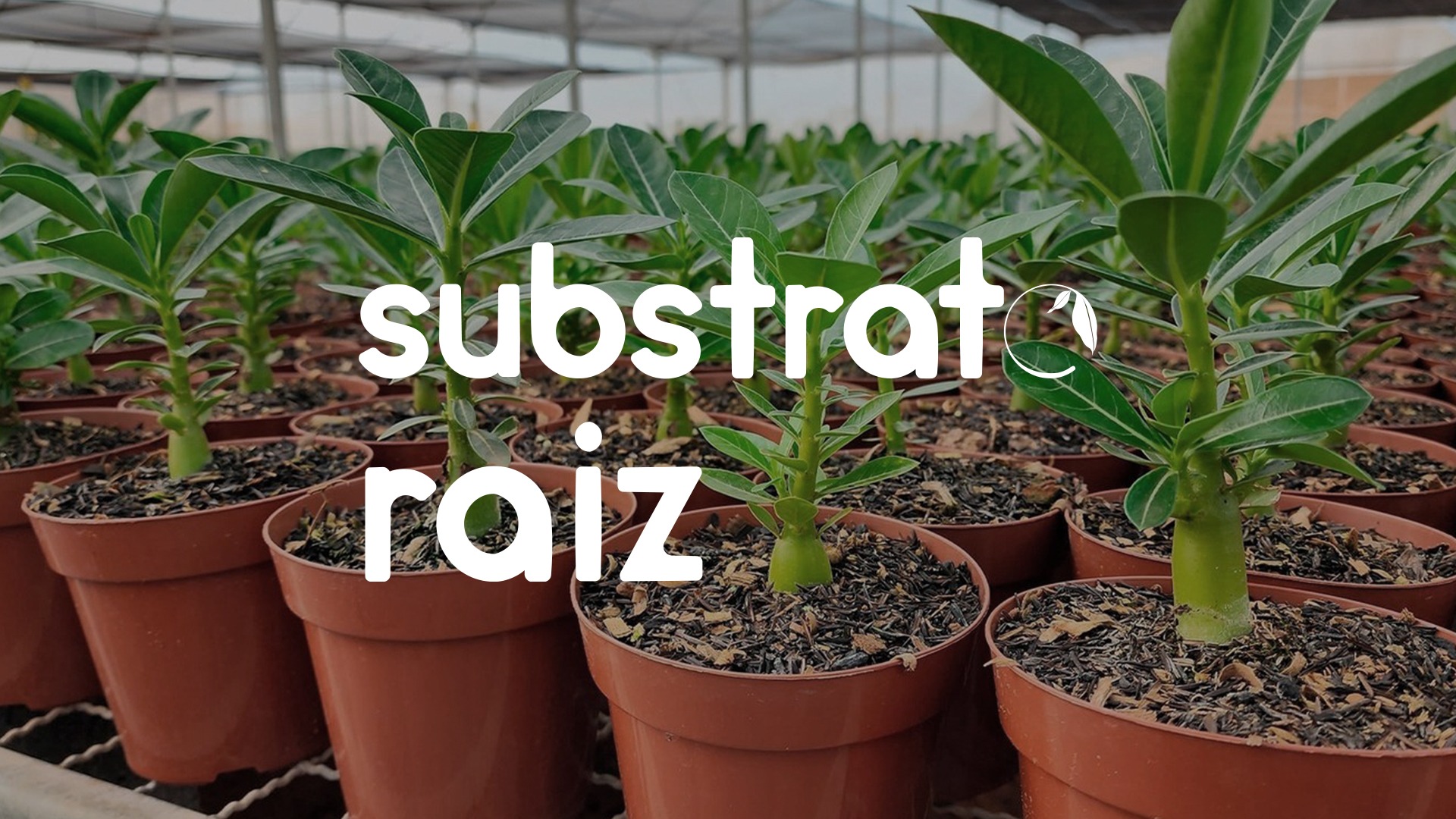 Substrato Raiz